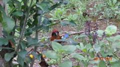 Baryphthengus martii