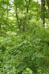 Angelica atropurpurea
