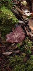 Mycena holoporphyra