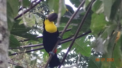 Ramphastos