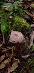Mycena holoporphyra