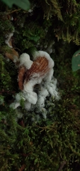 Mycena holoporphyra