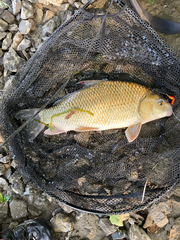 Carpiodes cyprinus