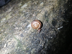 Cepaea nemoralis