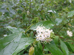 Cornus foemina