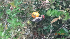 Melanerpes pucherani