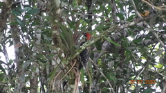 Melanerpes pucherani