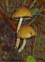 Psilocybe zapotecorum