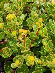 Eucalyptus vernicosa
