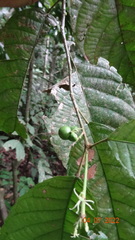 Cleidion castaneifolium