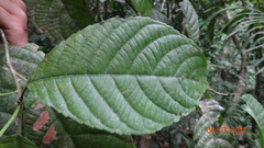 Cleidion castaneifolium