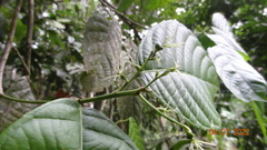 Cleidion castaneifolium
