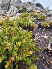 Eucalyptus vernicosa