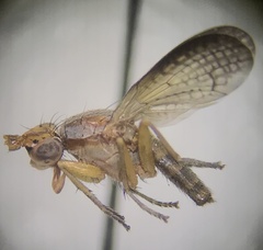 Sciomyzidae