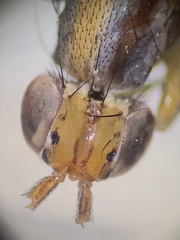 Sciomyzidae