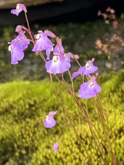 Utricularia grampiana