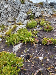 Eucalyptus vernicosa