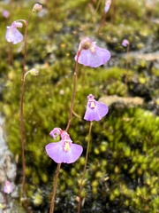 Utricularia grampiana