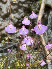 Utricularia grampiana