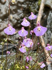 Utricularia grampiana
