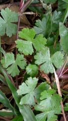 Hydrocotyle batrachium