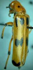 Pyrota fasciata