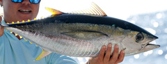Thunnus albacares