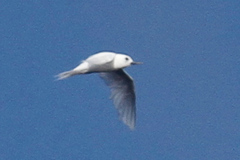 Gygis alba