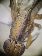 Sciomyzidae