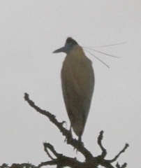Pilherodius pileatus