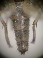 Sciomyzidae