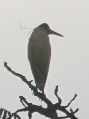 Pilherodius pileatus