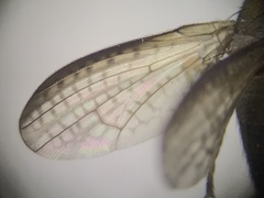 Sciomyzidae
