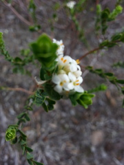 Pimelea flava dichotoma