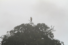 Pilherodius pileatus