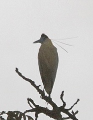 Pilherodius pileatus