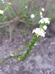 Pimelea flava dichotoma
