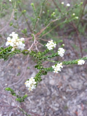 Pimelea flava dichotoma