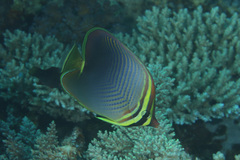 Chaetodon baronessa