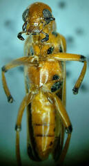 Pyrota fasciata