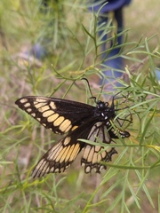 Papilio hellanichus