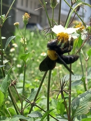 Xylocopa aestuans