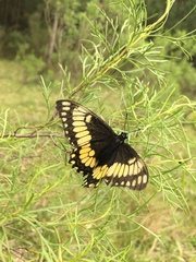 Papilio hellanichus