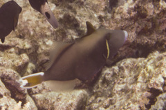 Sufflamen chrysopterum