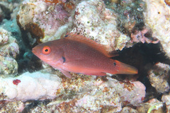 Cirrhilabrus punctatus