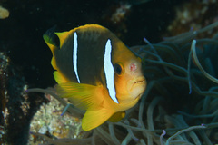 Amphiprion chrysopterus