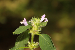 Galeopsis tetrahit