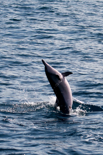Spinner Dolphin