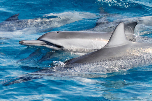 Spinner Dolphin