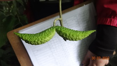 Tabernaemontana heterophylla